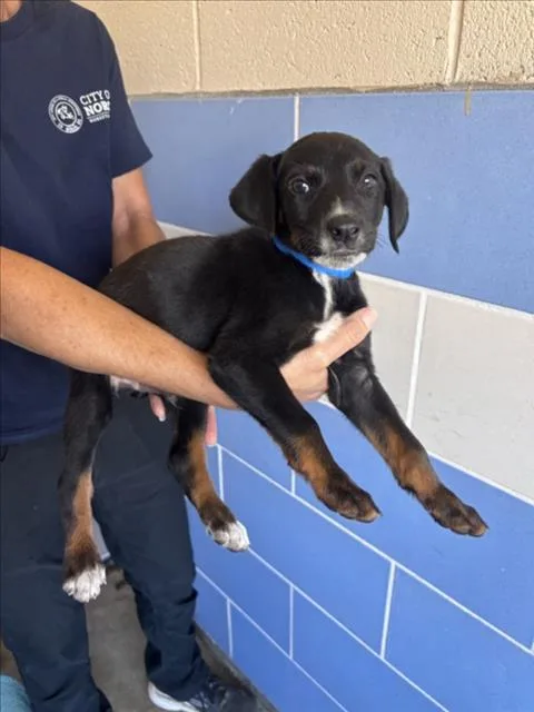 A baby small-sized male German Shepherd Dog dog named Grapple for adoption in Norco, CA