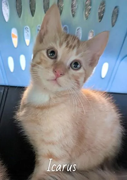 A baby small-sized male Orange / Red Domestic Short Hair cat named Icarus for adoption in Kansas City, MO