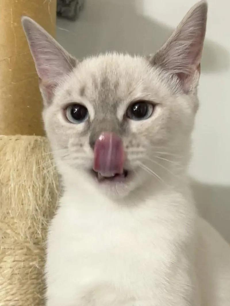 A young medium-sized female American Shorthair cat named Cotton Ball for adoption in Greenville, SC