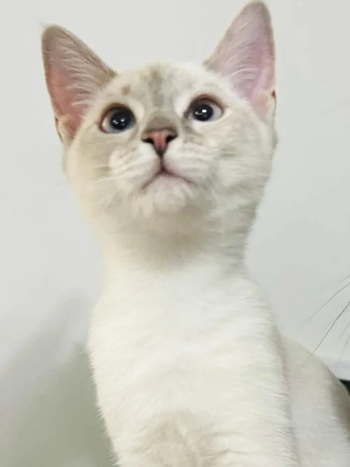 Cotton Ball thumbnail 3