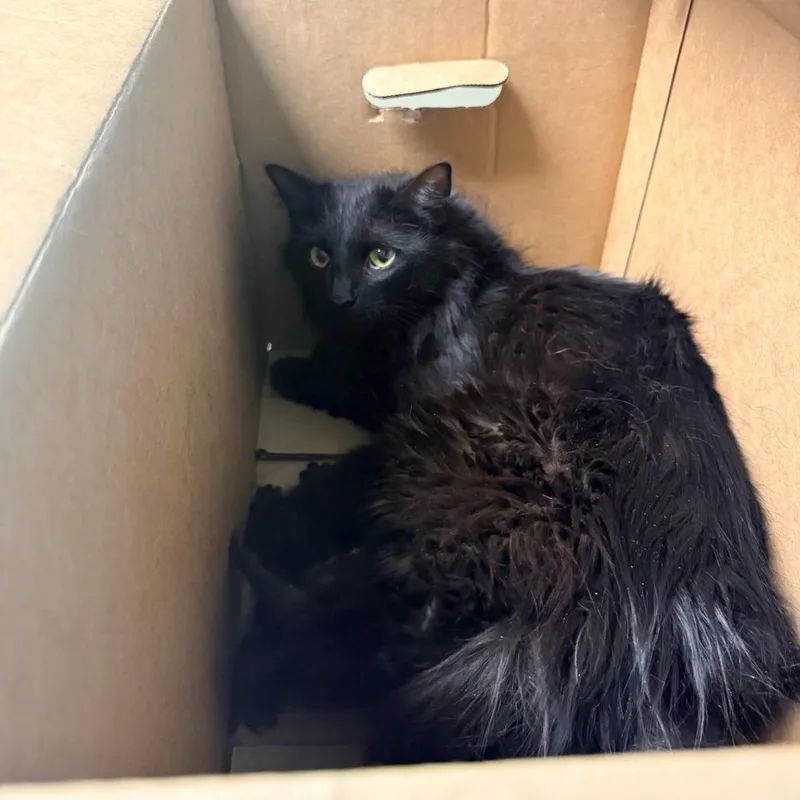 An adult medium-sized female Black Domestic Medium Hair cat named Birdie for adoption in Cheyenne, WY