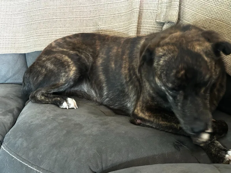 A young medium-sized female Brindle German Shepherd Dog dog named Helena for adoption in Pflugerville, TX
