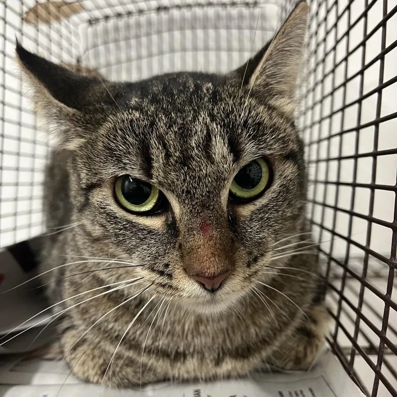 An adult small-sized female Brown / Chocolate Domestic Medium Hair cat named Clairo for adoption in Edinburg, TX