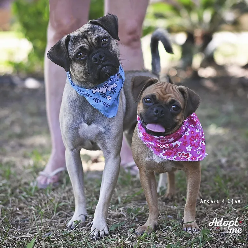 An adult small-sized female Pug dog named Ethel for adoption in Kingwood, TX