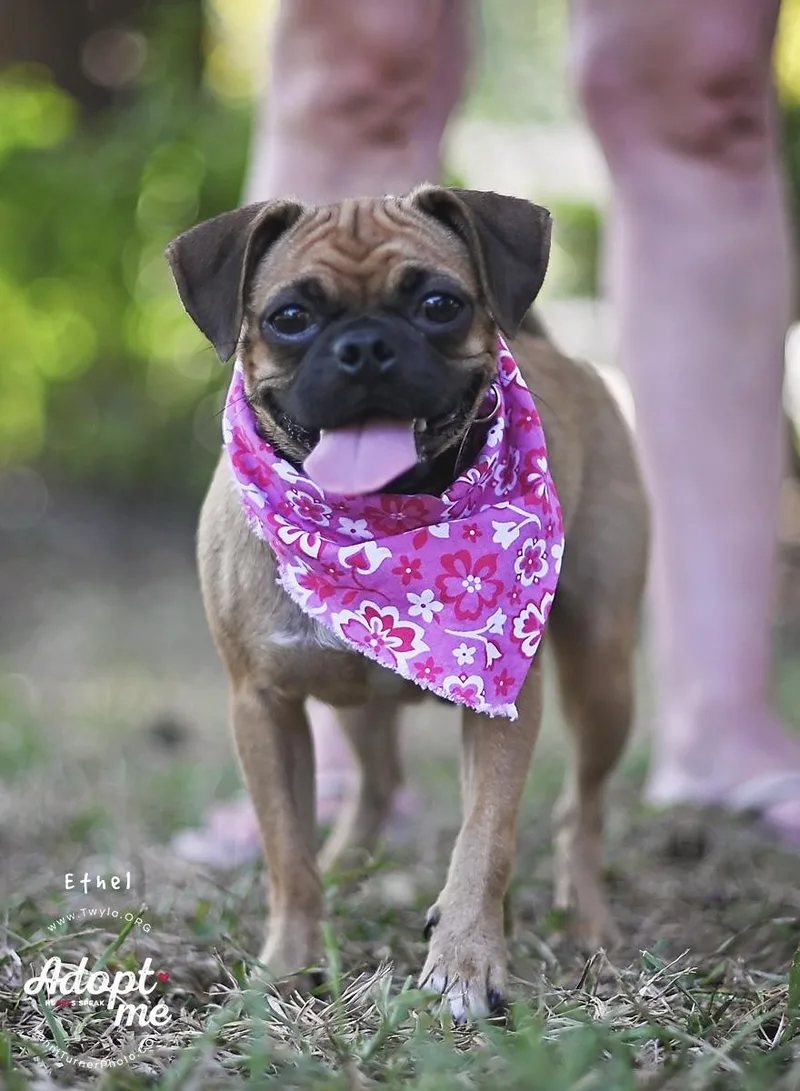 Ethel thumbnail 2