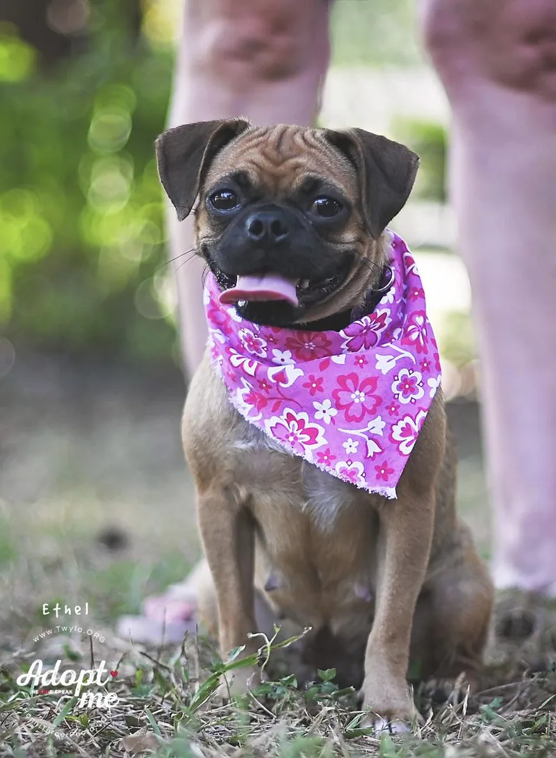 Ethel thumbnail 5