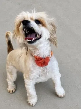 An adult small-sized female White / Cream Maltese dog named Millie for adoption in renton, WA