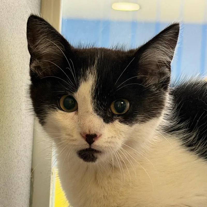 A baby small-sized male Black Domestic Medium Hair cat named Mayhem for adoption in Red House, WV