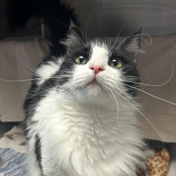 A young medium-sized female Domestic Medium Hair cat named Mimi for adoption in Oakland, CA