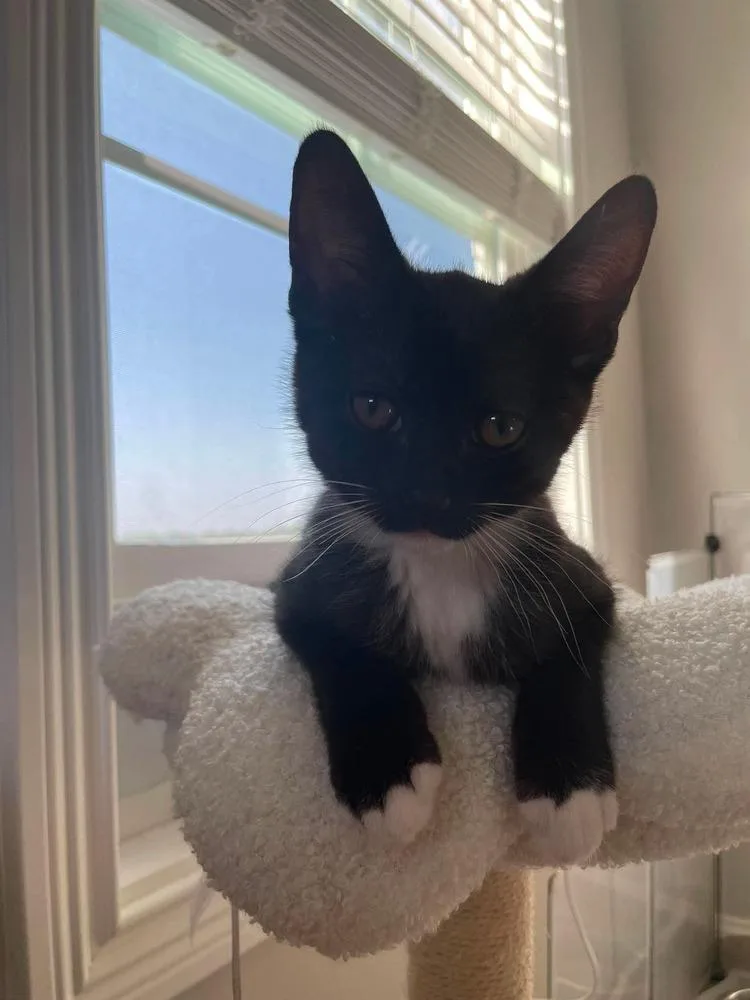 A baby small-sized male Black & White / Tuxedo Domestic Short Hair cat named Artemis for adoption in Clarksville, TN