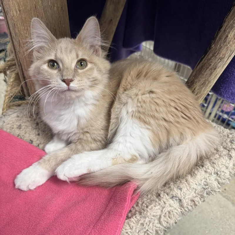 A baby small-sized male Domestic Long Hair cat named Fluffanator for adoption in Hanover Park, IL
