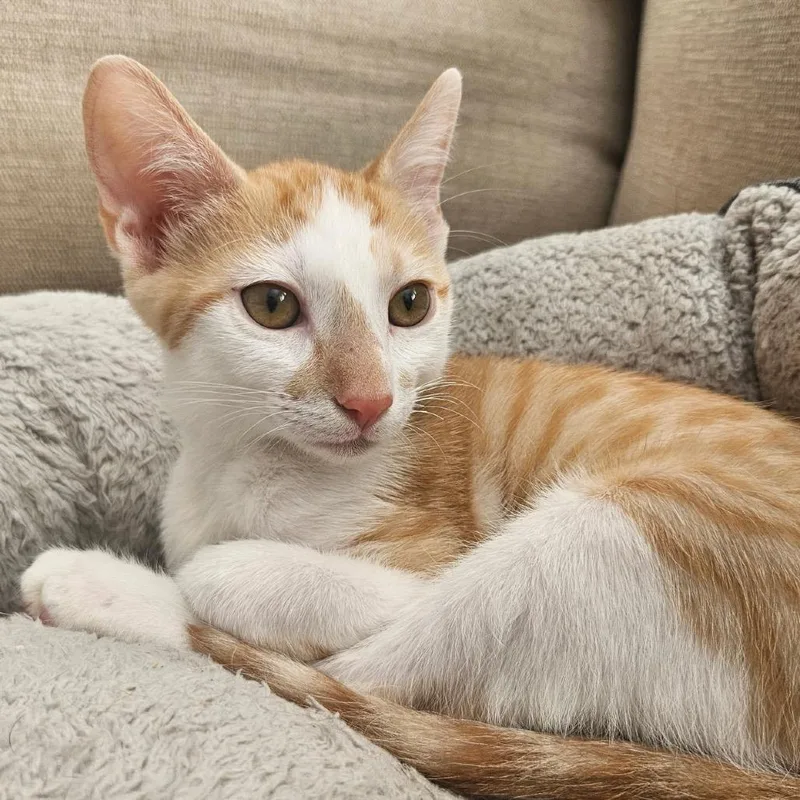 A baby small-sized male Orange / Red Domestic Short Hair cat named Jiffy for adoption in Santa Fe, TX