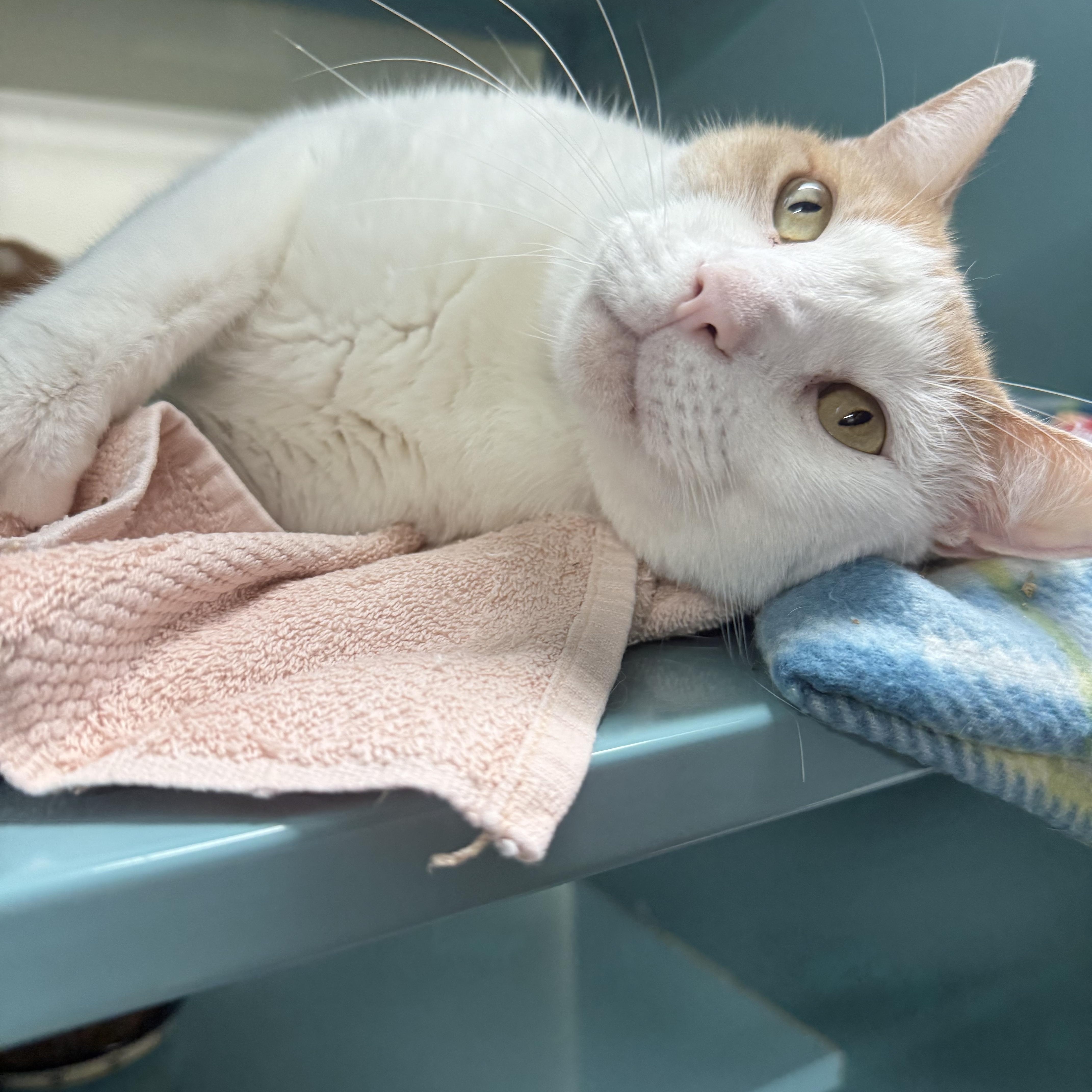 An adult medium-sized male Tabby (Orange / Red) Domestic Short Hair cat named Rufus for adoption in Lauderhill, FL