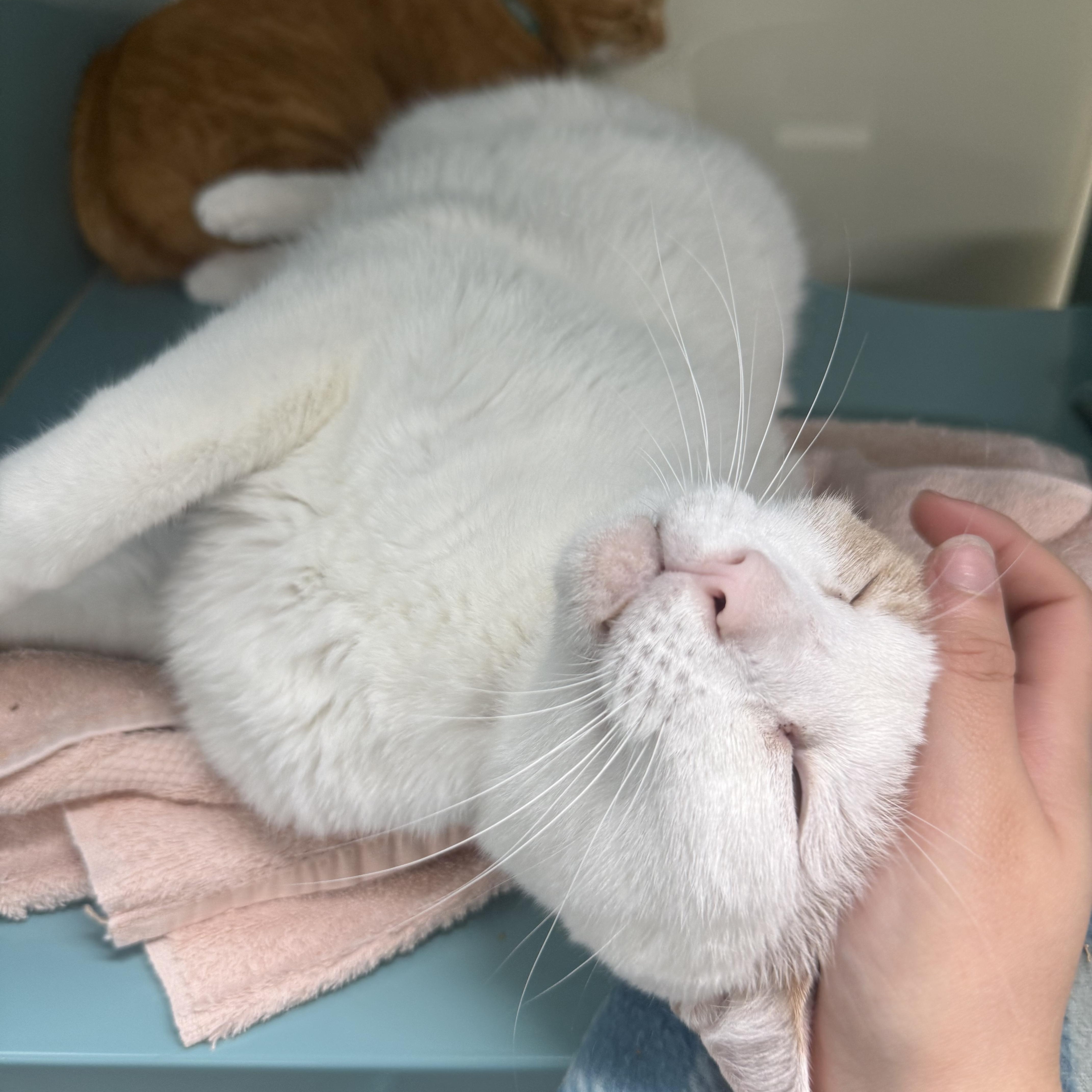 Rufus thumbnail 2