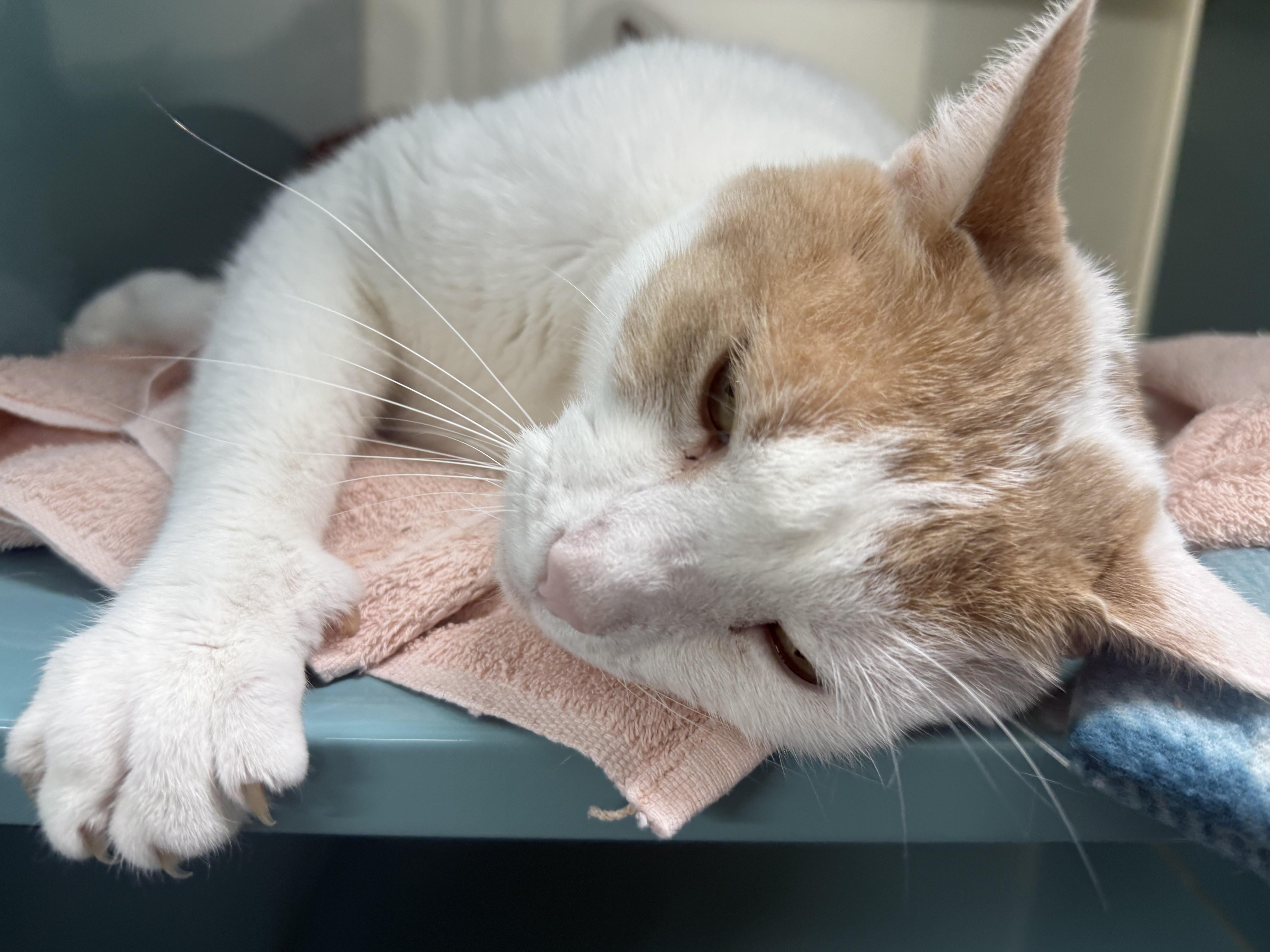 Rufus thumbnail 5