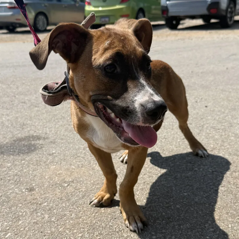 A young medium-sized male Tricolor (Brown, Black, & White) Mixed Breed dog named Tiger for adoption in Columbia, SC