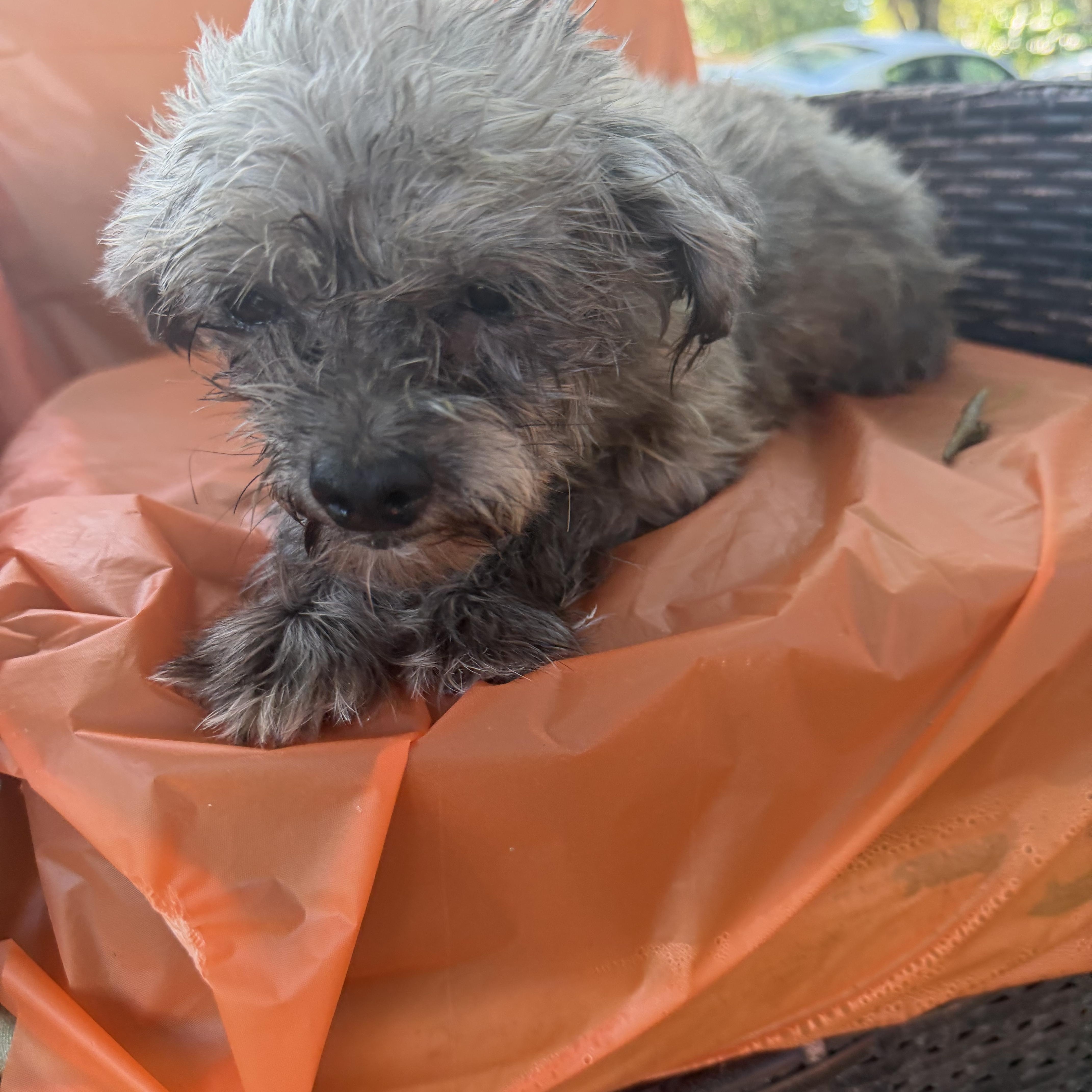 An adult small-sized female Miniature Poodle dog named Shelly for adoption in Louise, TX