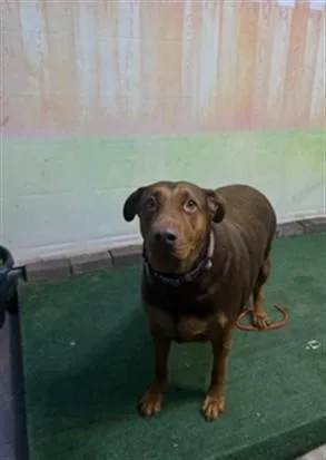 An adult medium-sized female Doberman Pinscher dog named Barbarella for adoption in Baldwin Park, CA