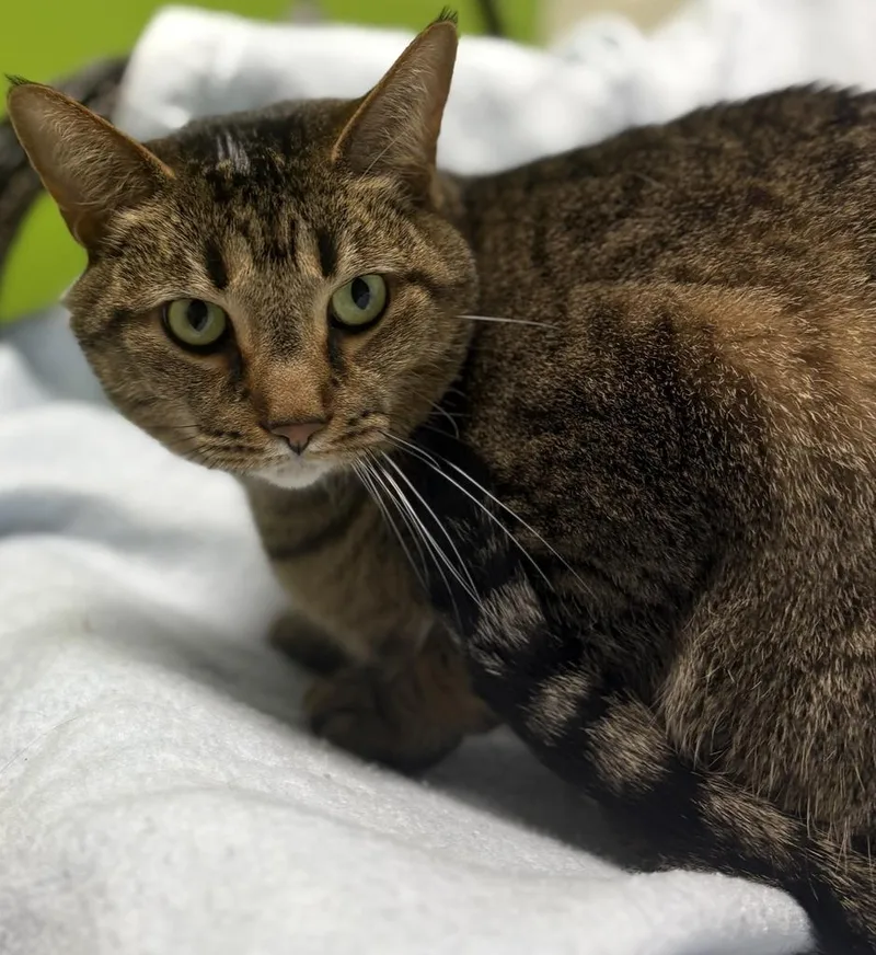 An adult large-sized male Domestic Short Hair cat named Bodhi for adoption in Jackson, MI