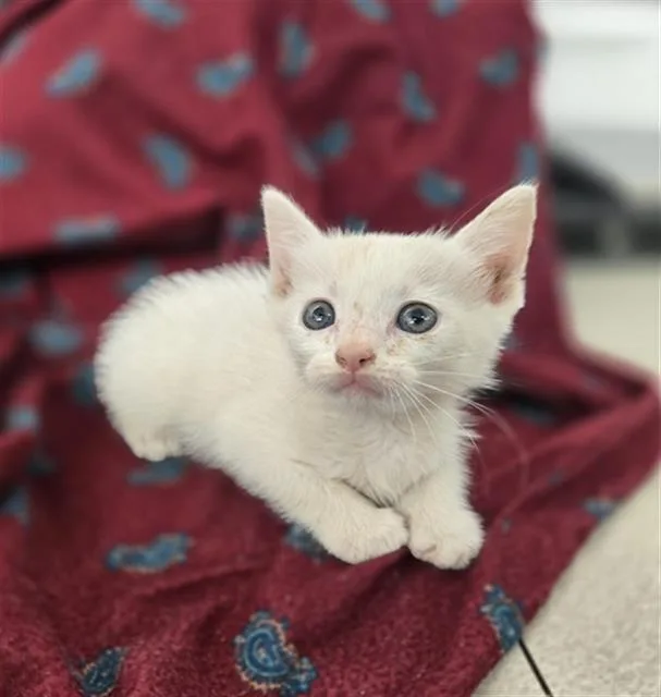 A baby medium-sized female Domestic Short Hair cat named Vinter for adoption in Dallas, TX