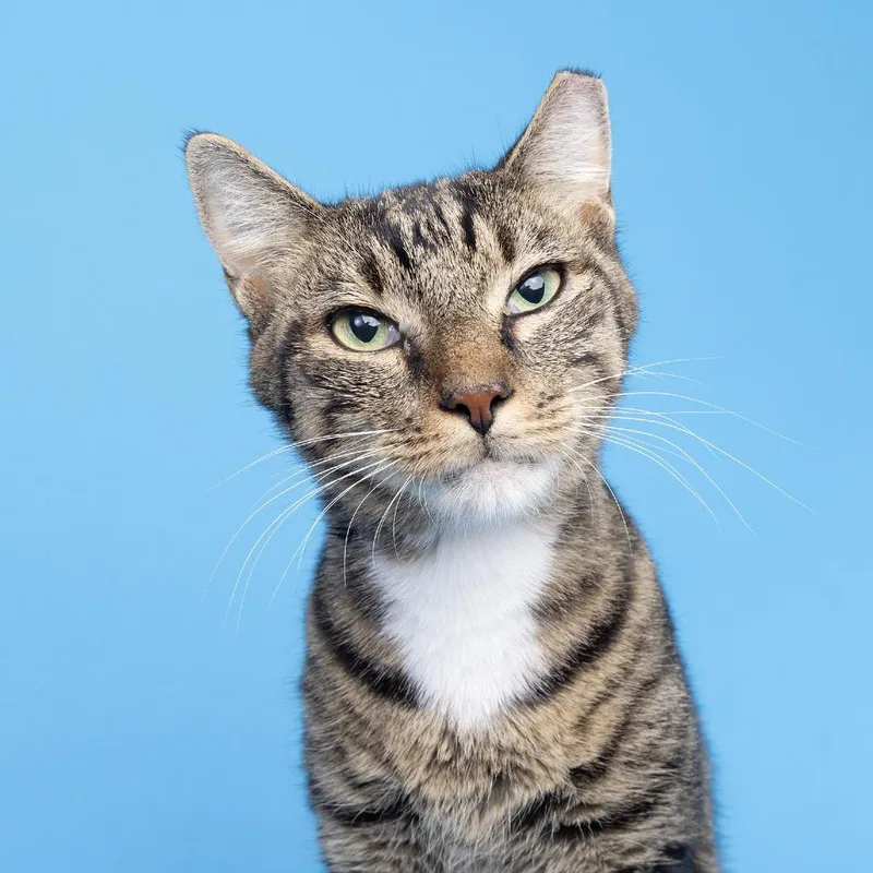 An adult medium-sized male Gray / Blue / Silver Domestic Short Hair cat named Simba for adoption in Franklin, TN