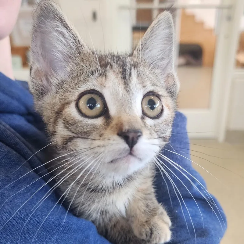 A baby small-sized female Brown / Chocolate Domestic Short Hair cat named Chimichanga for adoption in Gloucester, VA