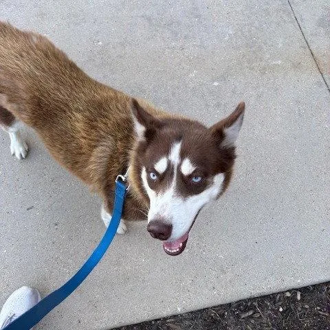 Denali I thumbnail 2