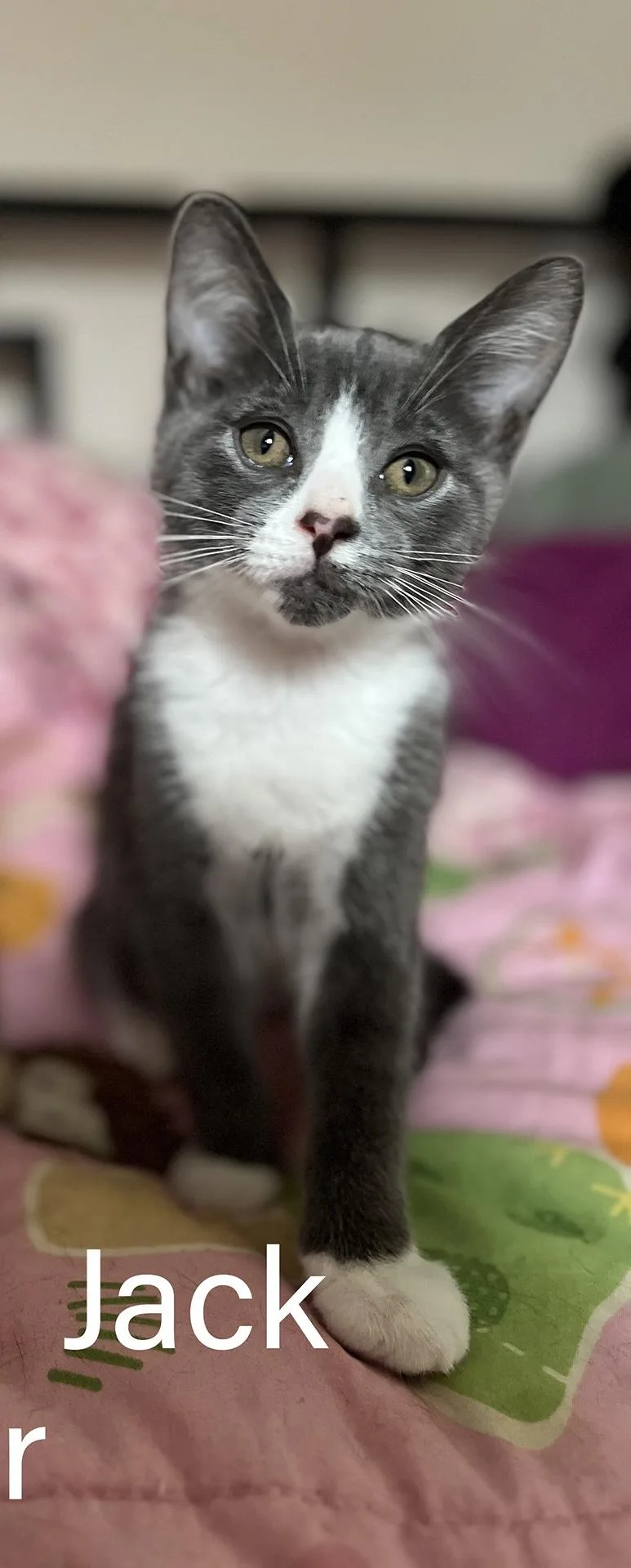 A baby medium-sized male Tabby (Orange / Red) Domestic Short Hair cat named Oliver & Jack for adoption in Hudson, NY