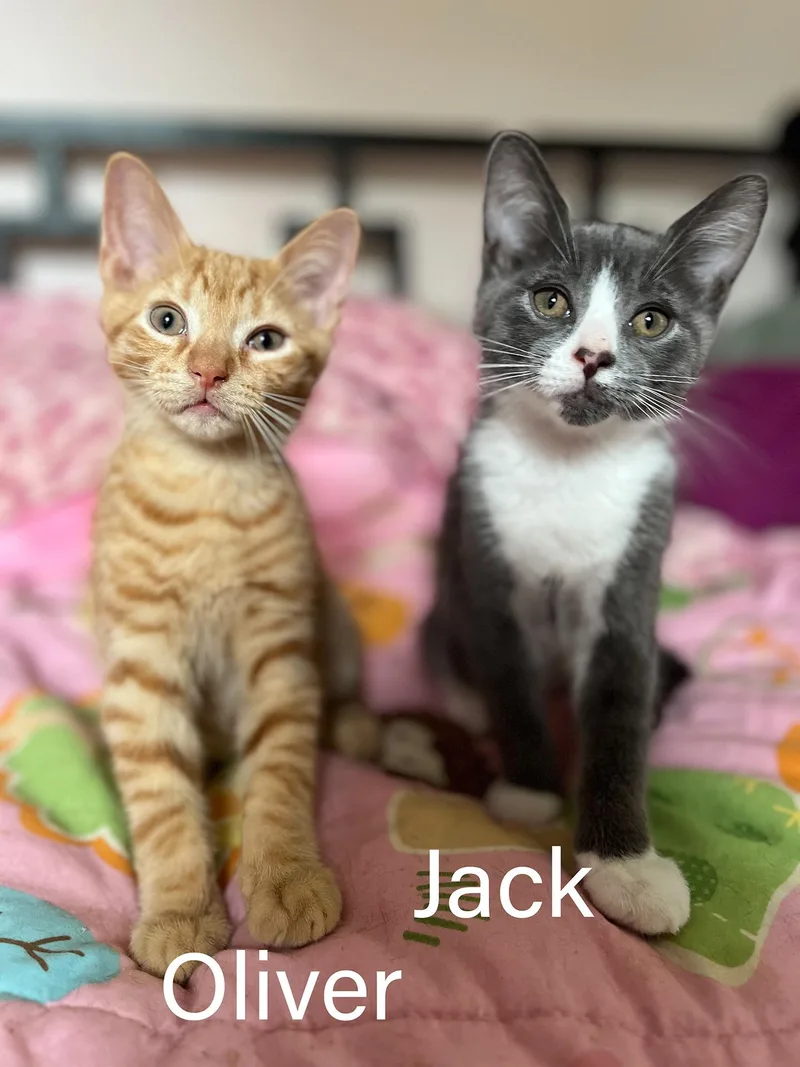 Oliver & Jack thumbnail 3