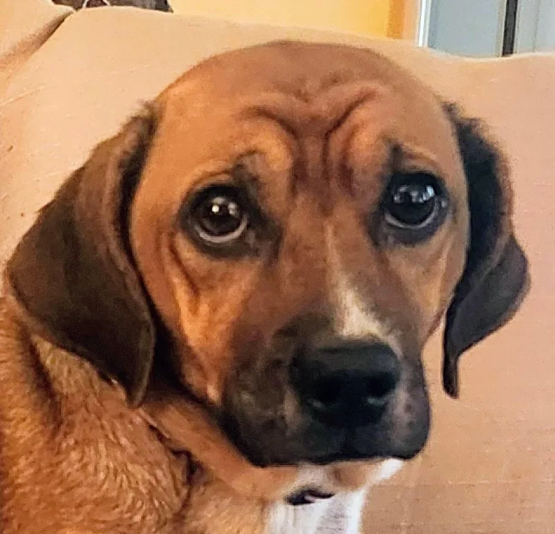 An adult small-sized female Beagle dog named Wendy for adoption in Aurora, IL
