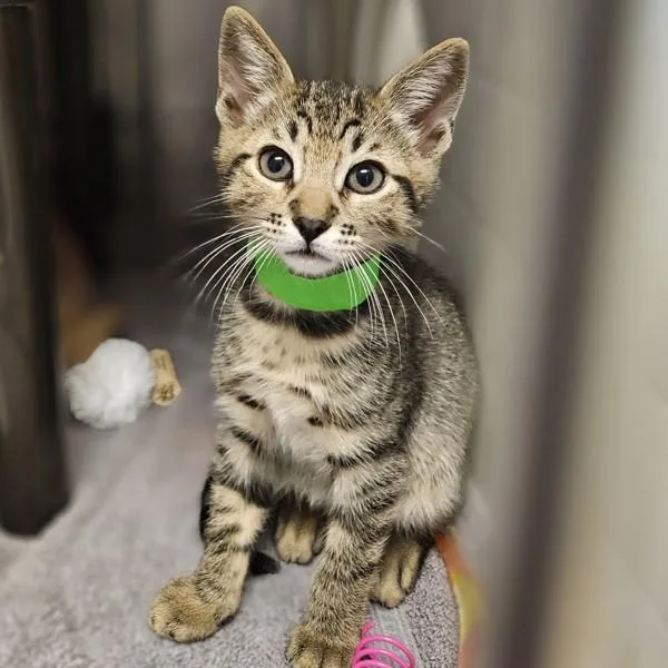 A baby small-sized male Domestic Short Hair cat named Krum for adoption in Dublin, CA