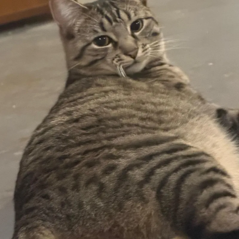 An adult small-sized female Brown / Chocolate Domestic Short Hair cat named Apple Jack for adoption in Reisterstown, MD