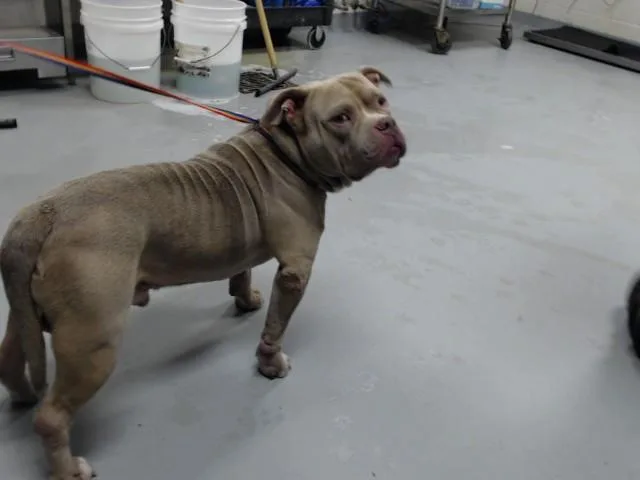 A young medium-sized male Pit Bull Terrier dog named Monkey for adoption in Fayetteville, NC