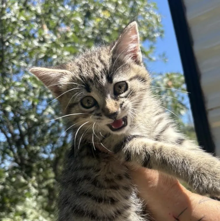 A baby medium-sized female Tabby (Brown / Chocolate) Tabby cat named Ginger for adoption in San Diego, CA