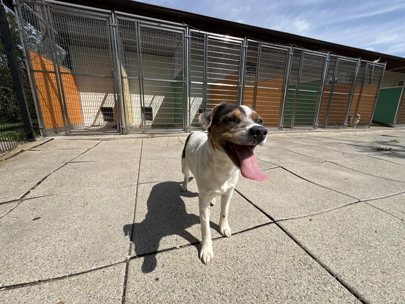 A young small-sized female Terrier dog named Sweet Cheeks for adoption in Auburn, NE