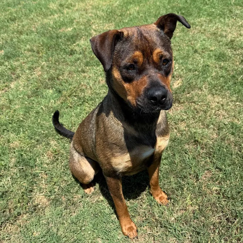 An adult large-sized female Sable Rottweiler dog named Noble for adoption in Norman, OK