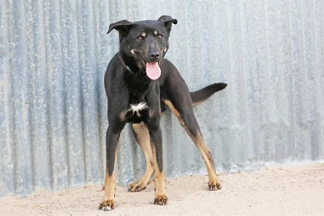 An adult medium-sized female Australian Cattle Dog / Blue Heeler dog named Anaya for adoption in Albuquerque, NM