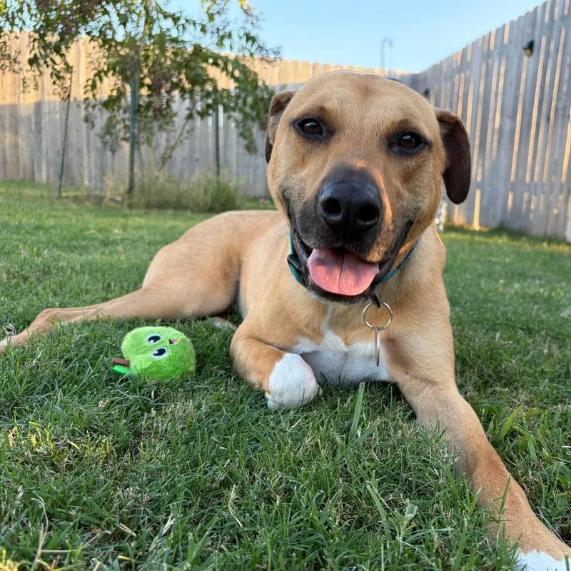 An adult medium-sized male Yellow / Tan / Blond / Fawn Black Mouth Cur dog named Rover for adoption in Seguin, TX