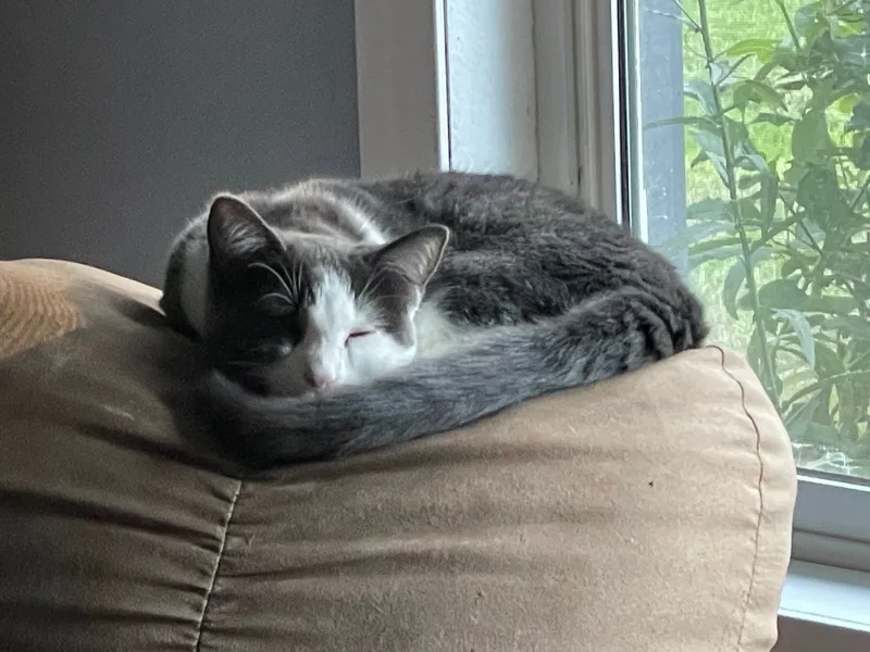 A young medium-sized female Gray & White Domestic Short Hair cat named Feta for adoption in Tualatin, OR