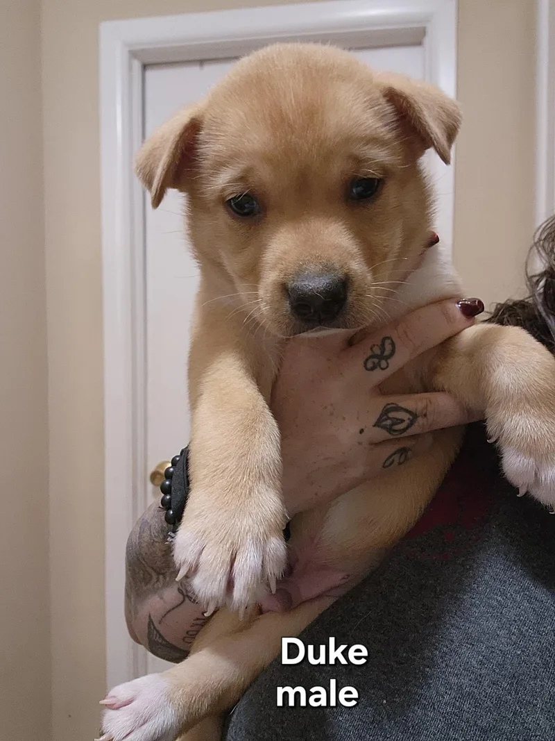 A baby medium-sized male Yellow / Tan / Blond / Fawn Australian Shepherd dog named Duke for adoption in Watertown, CT