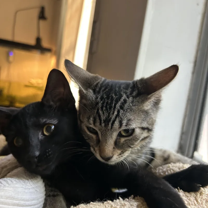 A baby medium-sized female Domestic Short Hair cat named Capicola for adoption in Davis, CA