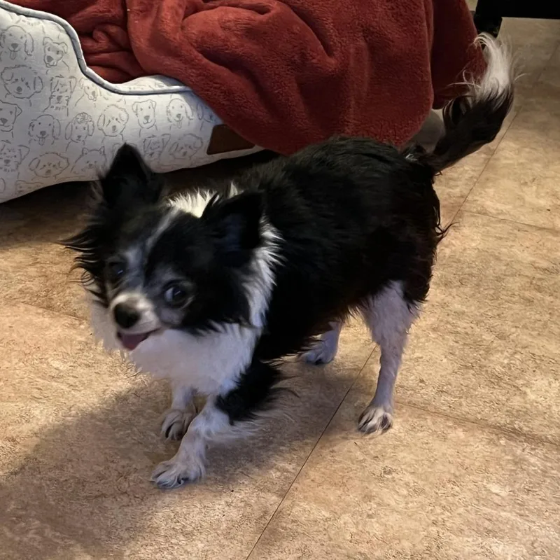 A senior small-sized male Black Chihuahua dog named Sam for adoption in Ramona, CA