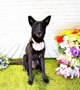 An adult medium-sized female Black Labrador Retriever dog named Tona for adoption in Castro Valley, CA