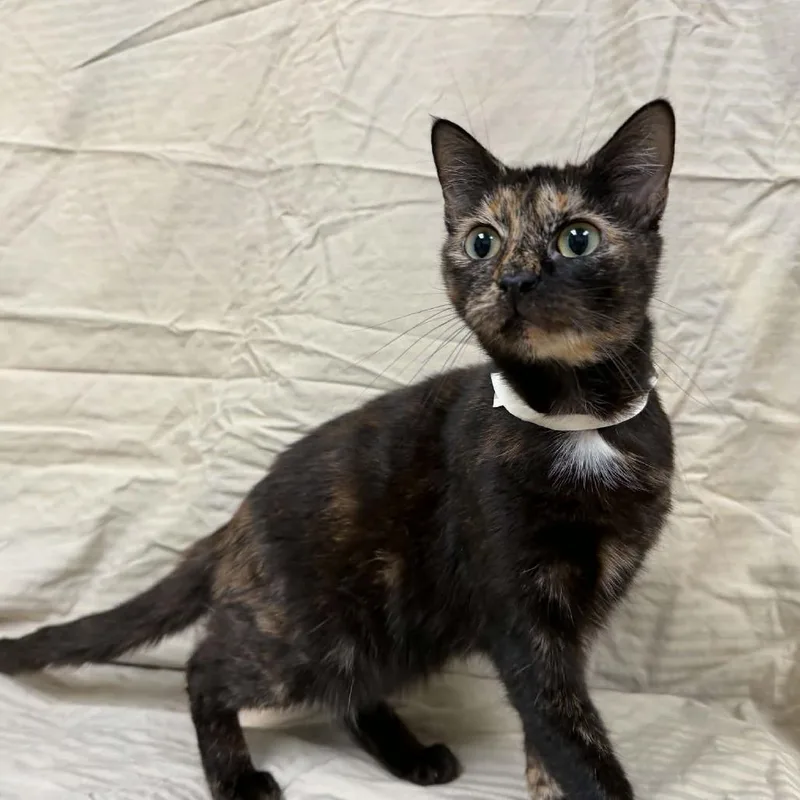 An adult medium-sized female Tortoiseshell Domestic Short Hair cat named Sodalite for adoption in Verona, VA