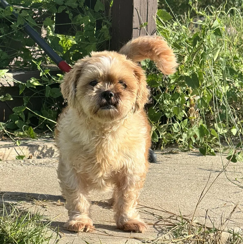 A young small-sized female Apricot / Beige Shih Tzu dog named Truffles for adoption in Floresville, TX