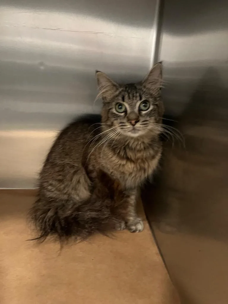 A young large-sized female Domestic Long Hair cat named Carla for adoption in Cartersville , GA