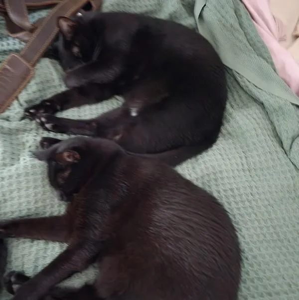 An adult medium-sized male Domestic Short Hair cat named Frank Bonded Buddy for adoption in Des Moines, IA