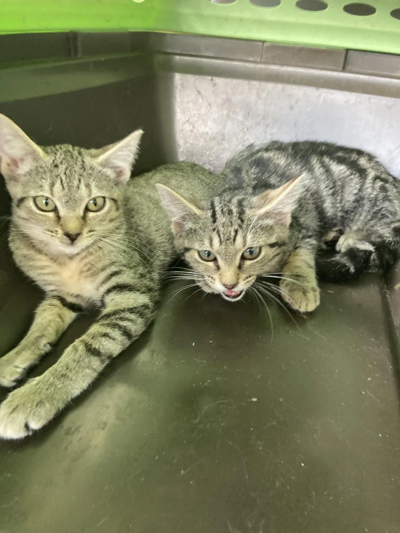 A young small-sized male Domestic Short Hair cat named Brown Fulcher for adoption in Chatham, VA