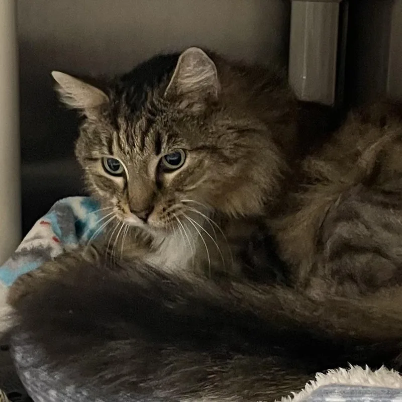 An adult medium-sized female Domestic Medium Hair cat named Sadie for adoption in North Kingstown, RI