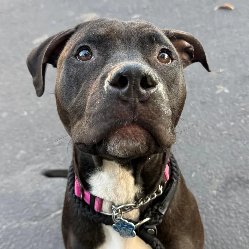 A young medium-sized male Mixed Breed dog named Rook for adoption in Medford, NY